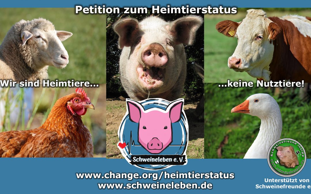 Schweine als Heimtiere - unsere Petition