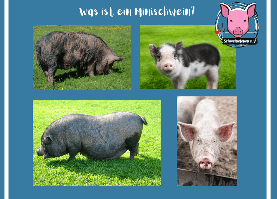 Schweine als Heimtiere - Was ist ein Minischwein?