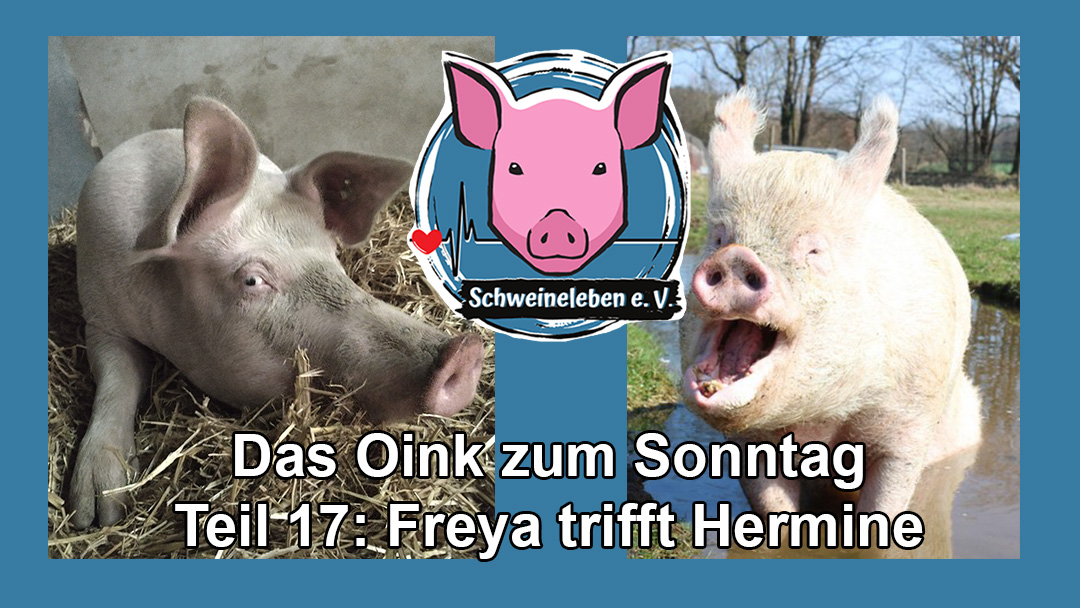 Schweine-Damen Hermine und Freya treffen sich – Das Oink zum Sonntag Teil 17