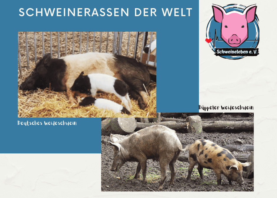 Schweinerassen der Welt - Deutsches Weideschwein und Düppeler Weideschwein
