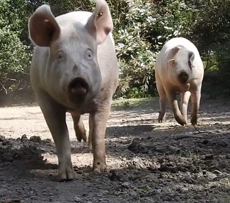 Fliegende Schweineohren?