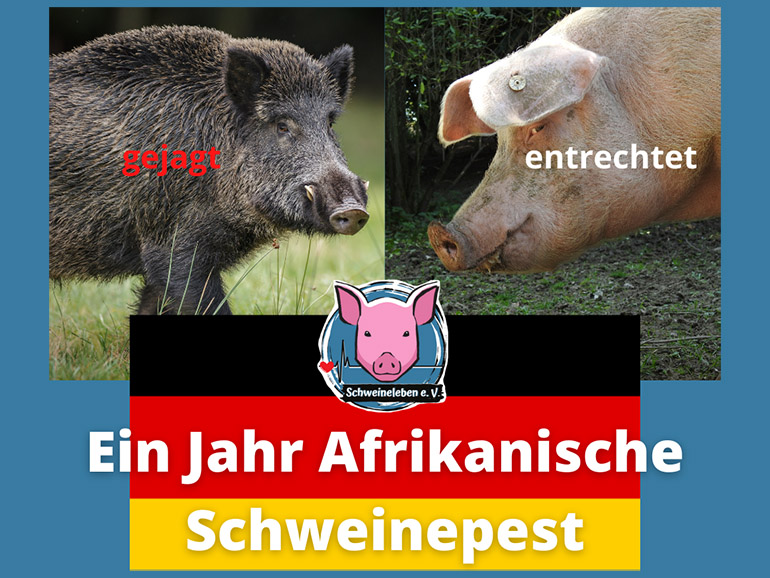 Ein Jahr Afrikanische Schweinepest in Deutschland
