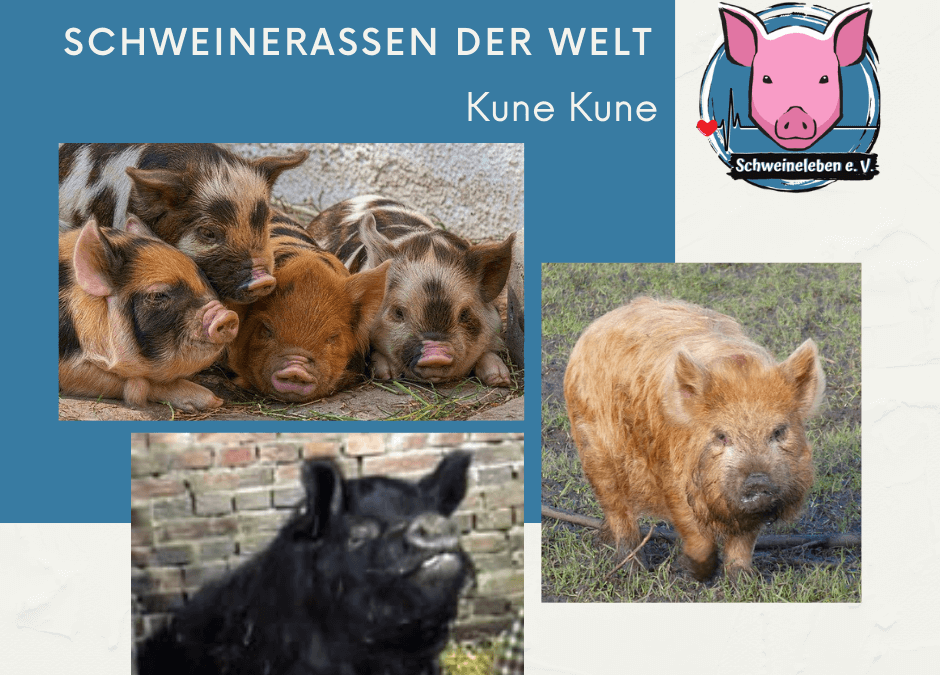 Schweinerassen der Welt - Kune Kune