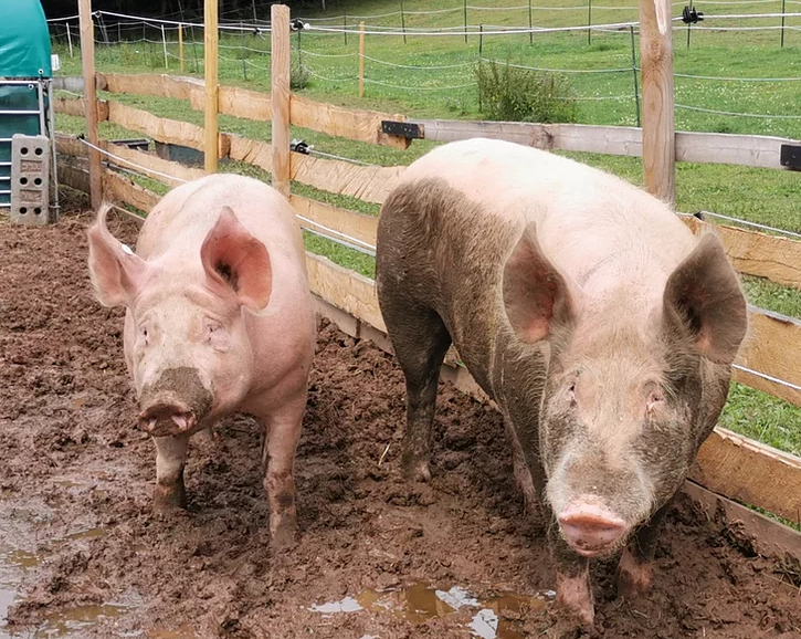 Urmel und Littelefoot