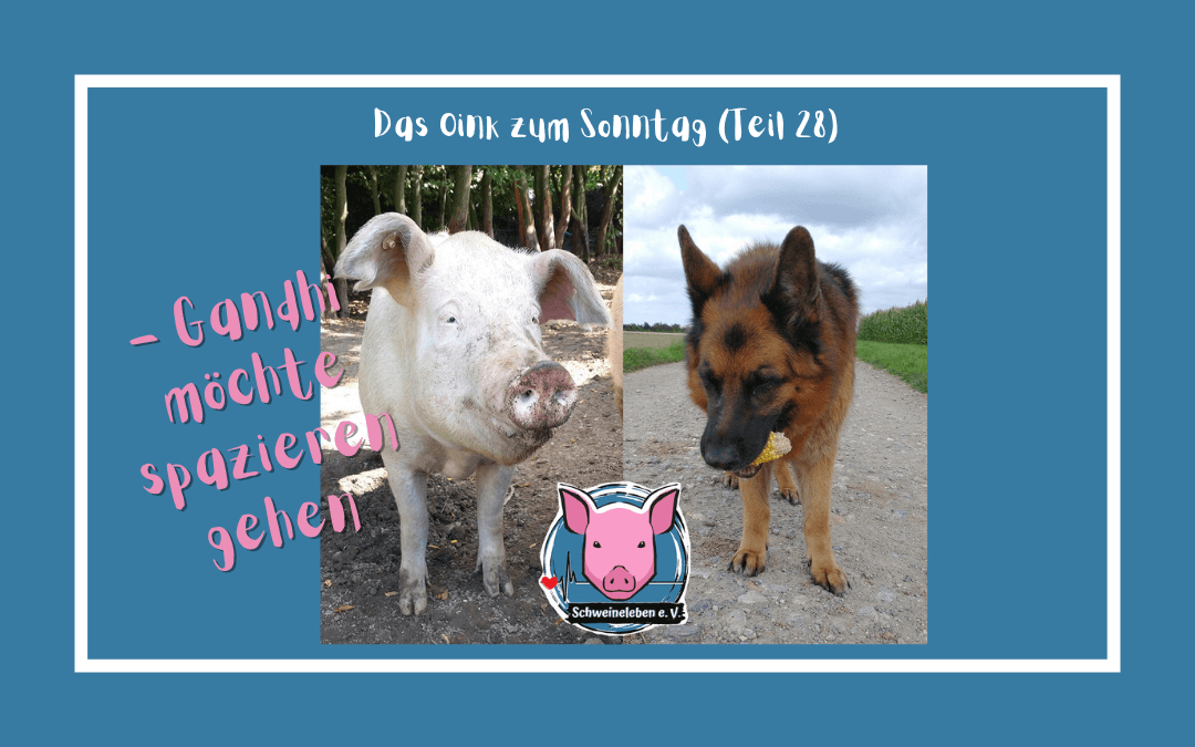 Das Oink zum Sonntag (Teil 28) – Gandhi möchte spazieren gehen (von Jörg Kipka)
