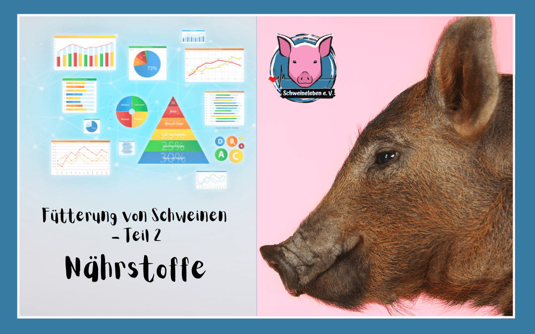 Schweine als Heimtiere - Die Fütterung - Nährstoffe