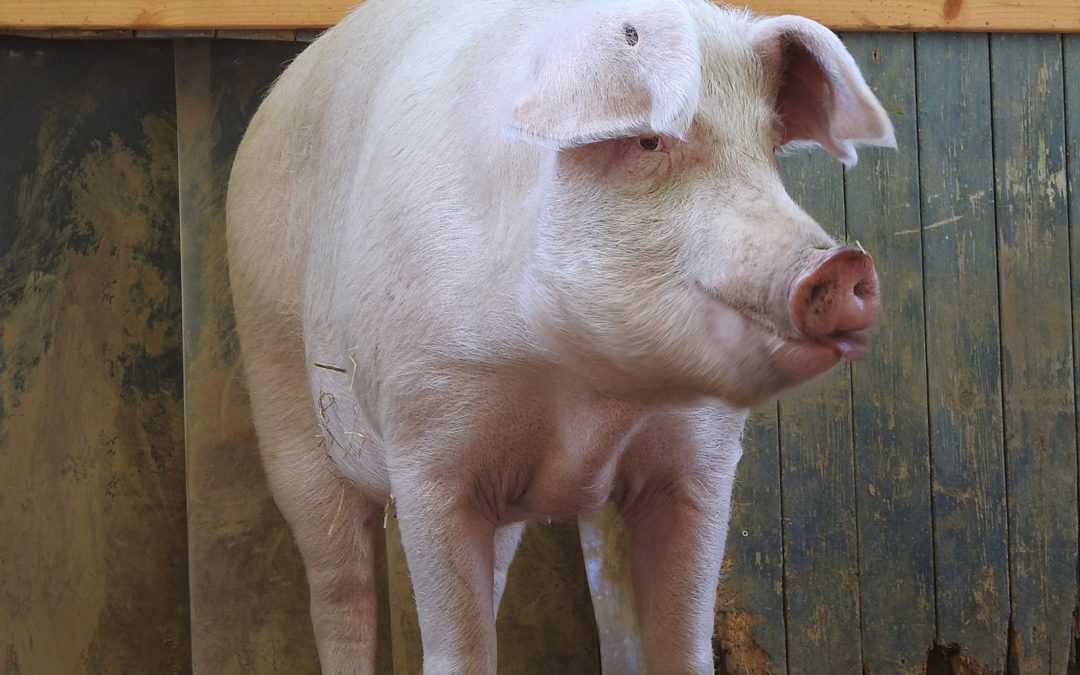 Gandhi ist ein Eber, kein „Borg“!