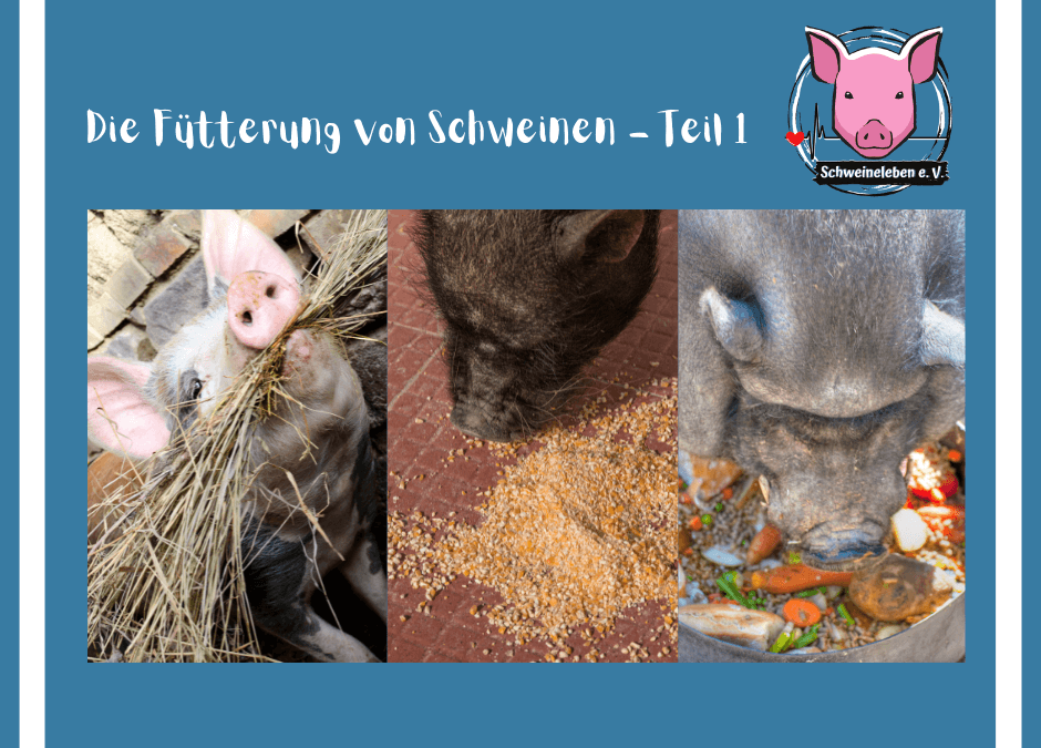 Schweine als Heimtiere – Die Fütterung Teil 1 – Futteraufnahme und Verdauung