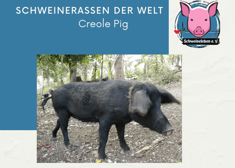 Schweinerassen der Welt - Creole Pig