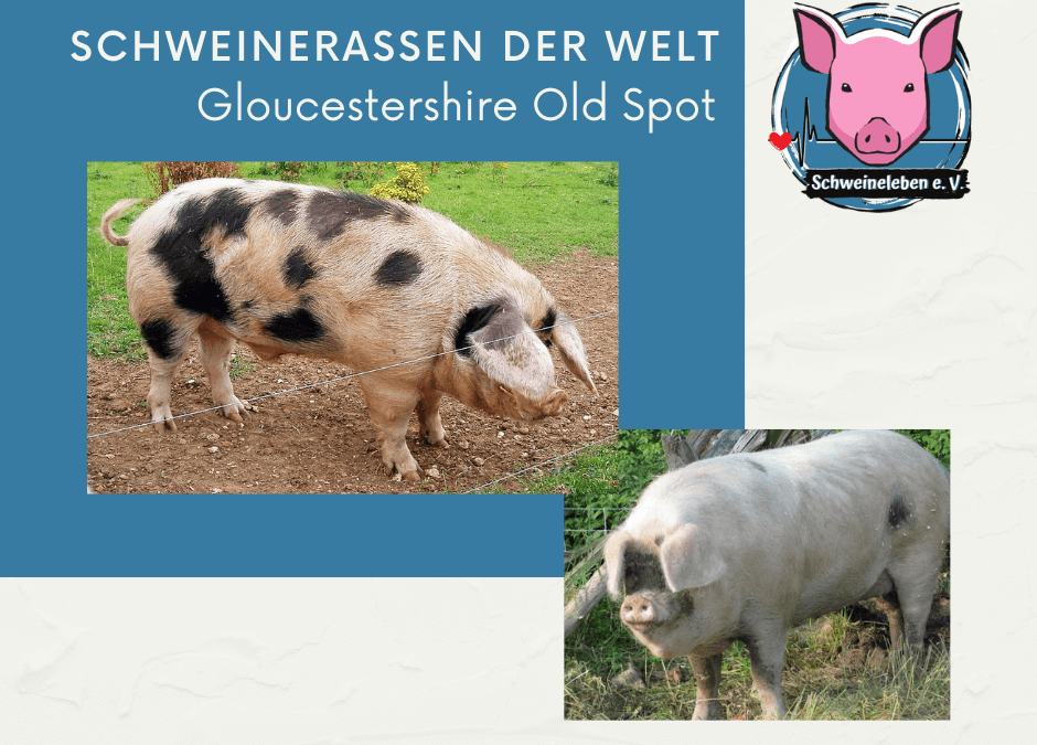 Schweinerassen der Welt - Gloucestershire Old Spot