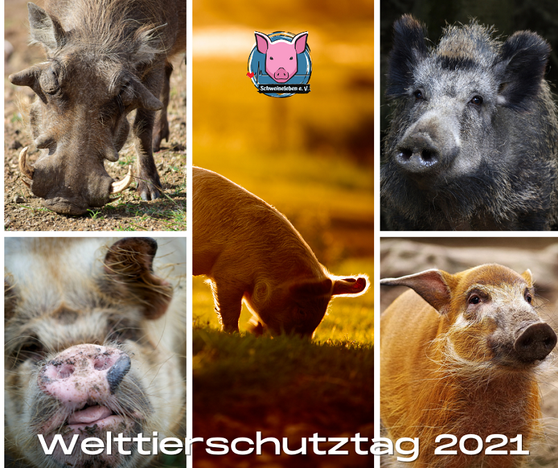 Welttierschutztag 2021 – Mehr Schutz für alle Schweine