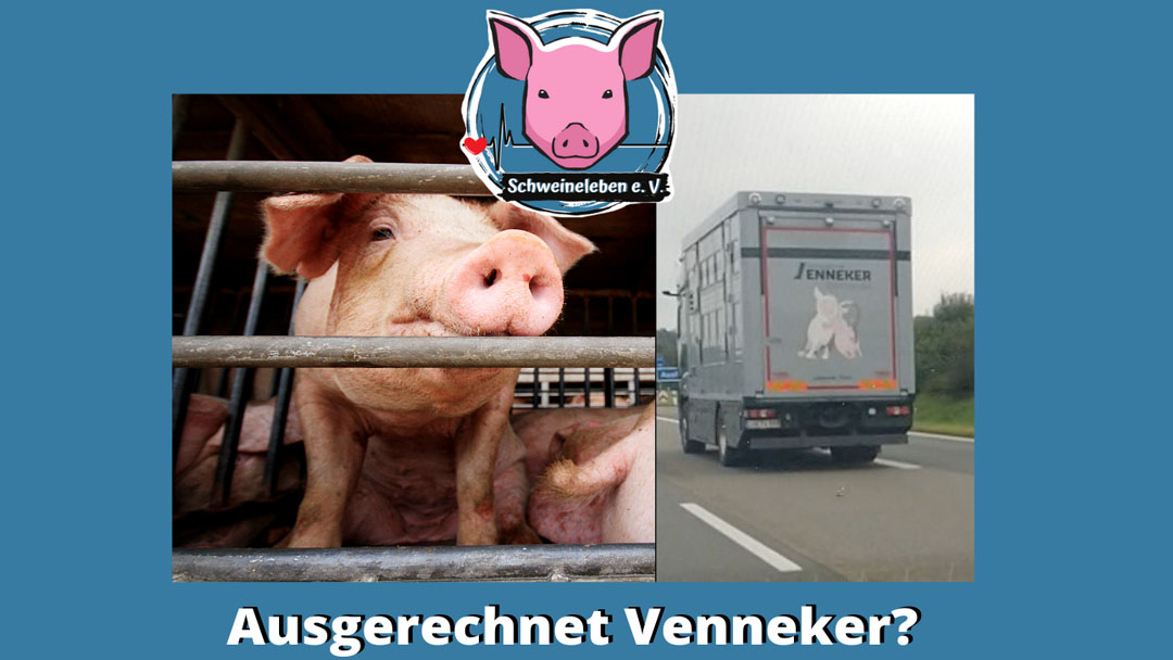 Hilfe für die Schweine Helga und Gundel durch Venneker?