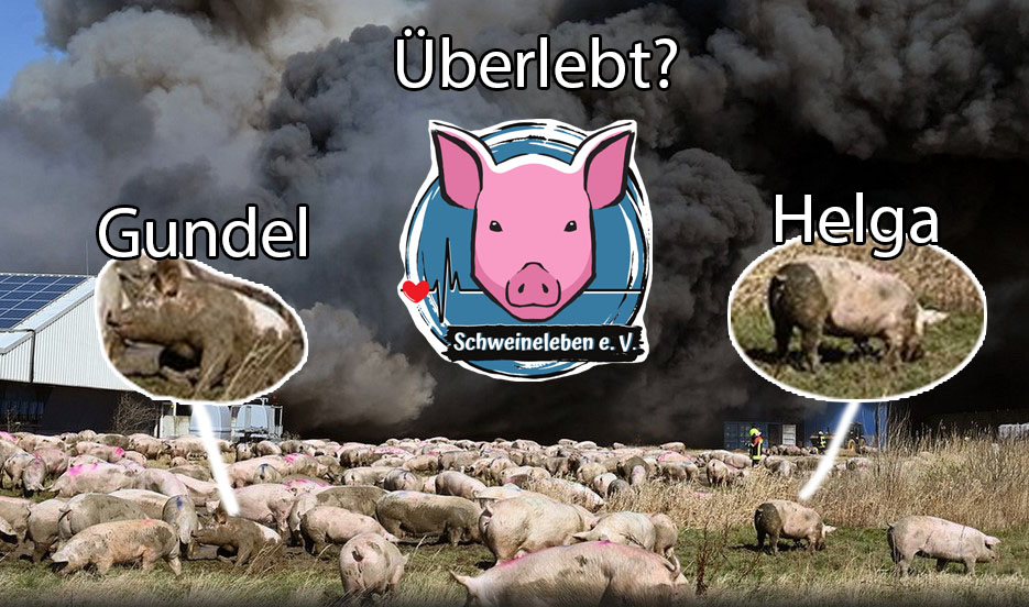 Die überlebenden Schweine von Alt Tellin - Teil 1