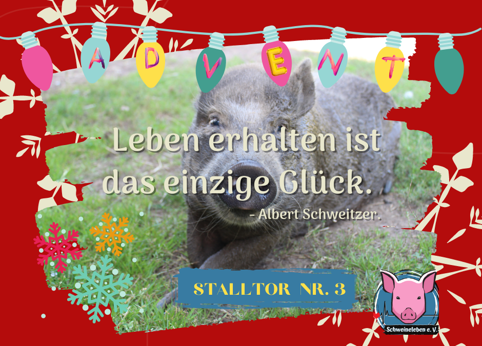 Schweineleben – Adventskalender: Stalltor Nr. 3