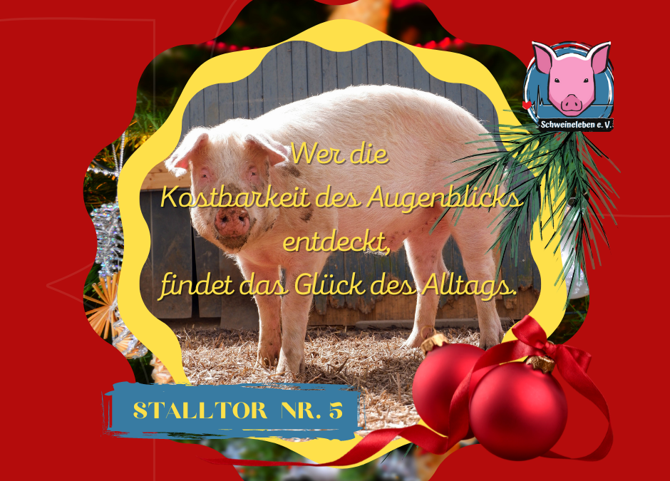 Schweineleben – Adventskalender: Stalltor Nr. 5
