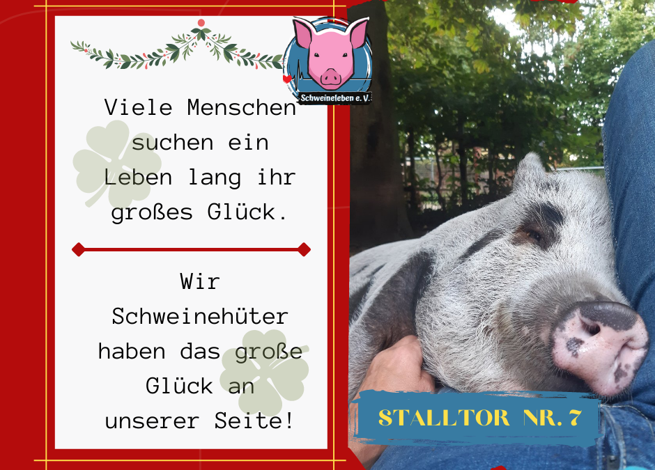 Schweineleben – Adventskalender: Stalltor Nr. 7