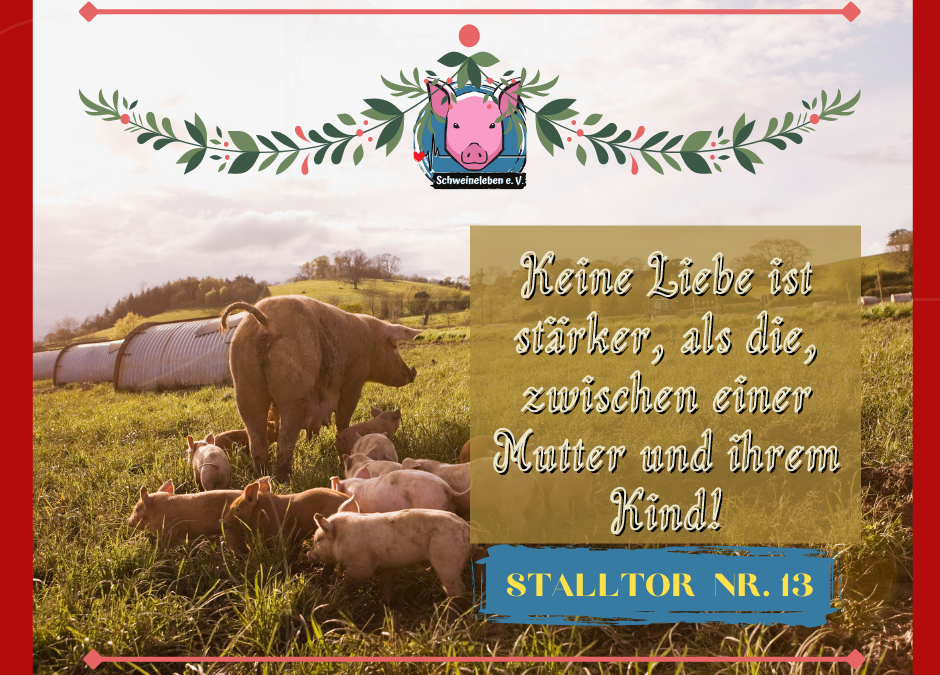 Schweineleben – Adventskalender: Stalltor Nr. 13