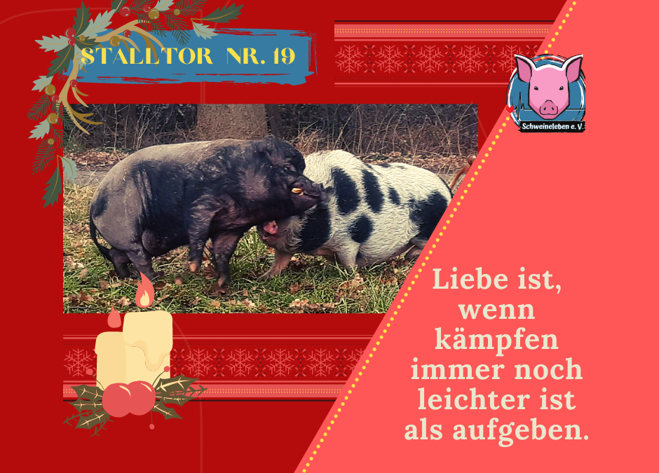 Schweineleben – Adventskalender: Stalltor Nr. 19