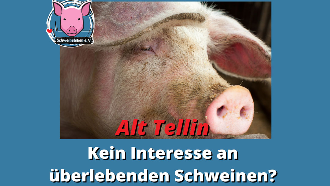 Helga und Gundel – zwei überlebende Schweine von Alt Tellin Teil 6