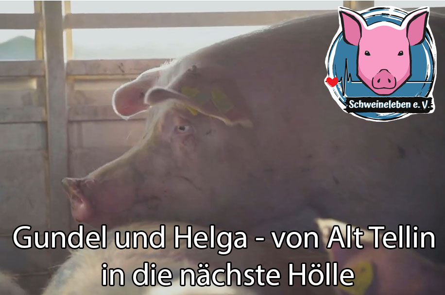 Zwei Schweine - Helga und Gundel