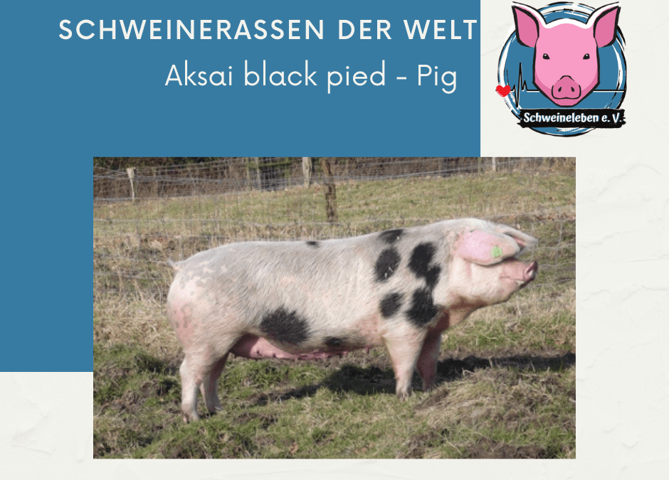Schweinerassen der Welt – Aksai – schwarzbuntes Schwein