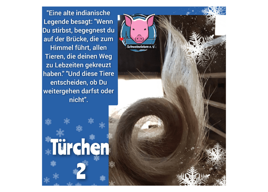 Schweineleben e. V. – Adventskalender: Stalltor Nr. 2