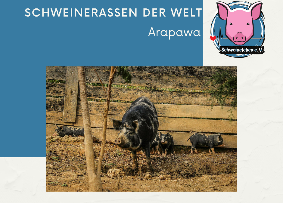 Schweinerassen der Welt - Arapawa Pig- Arapawa