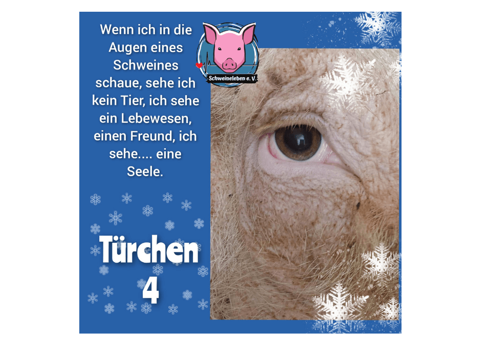 Schweineleben e. V. – Adventskalender: Stalltor Nr. 4