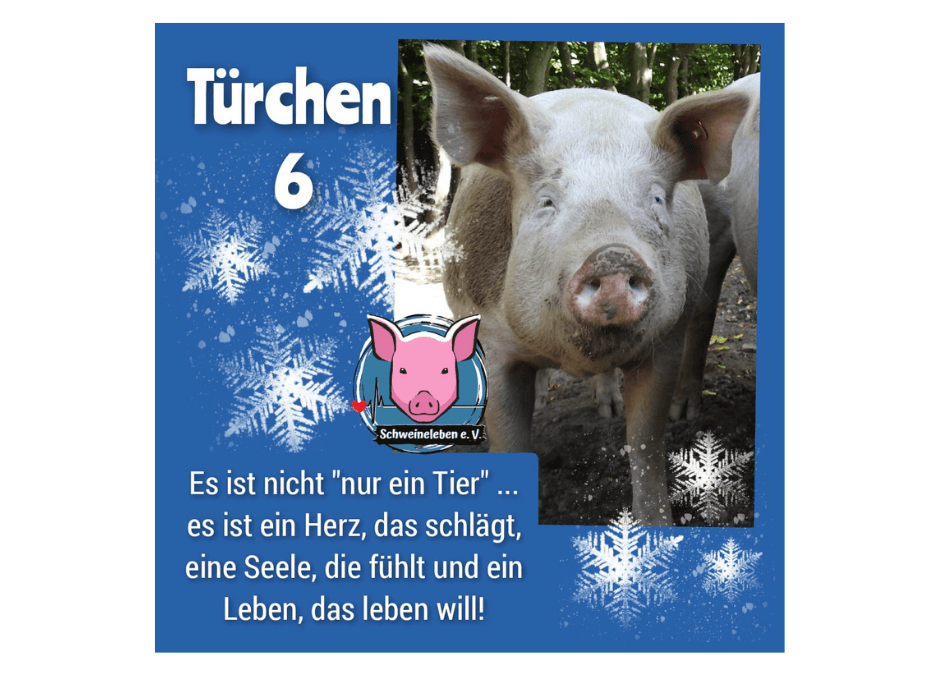 Schweineleben e. V. – Adventskalender: Stalltor Nr. 6