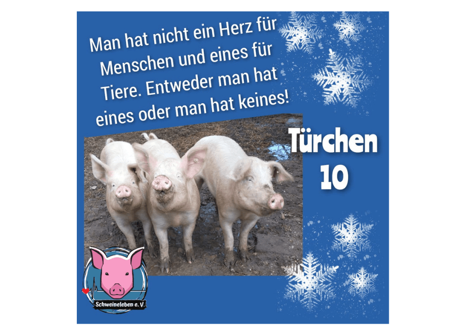 Schweineleben e. V. – Adventskalender: Stallnr. 10