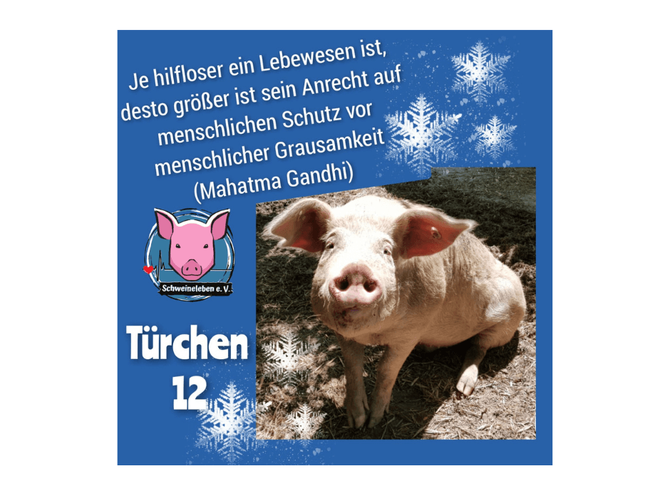 Schweineleben e. V. – Adventskalender: Stalltor Nr. 12