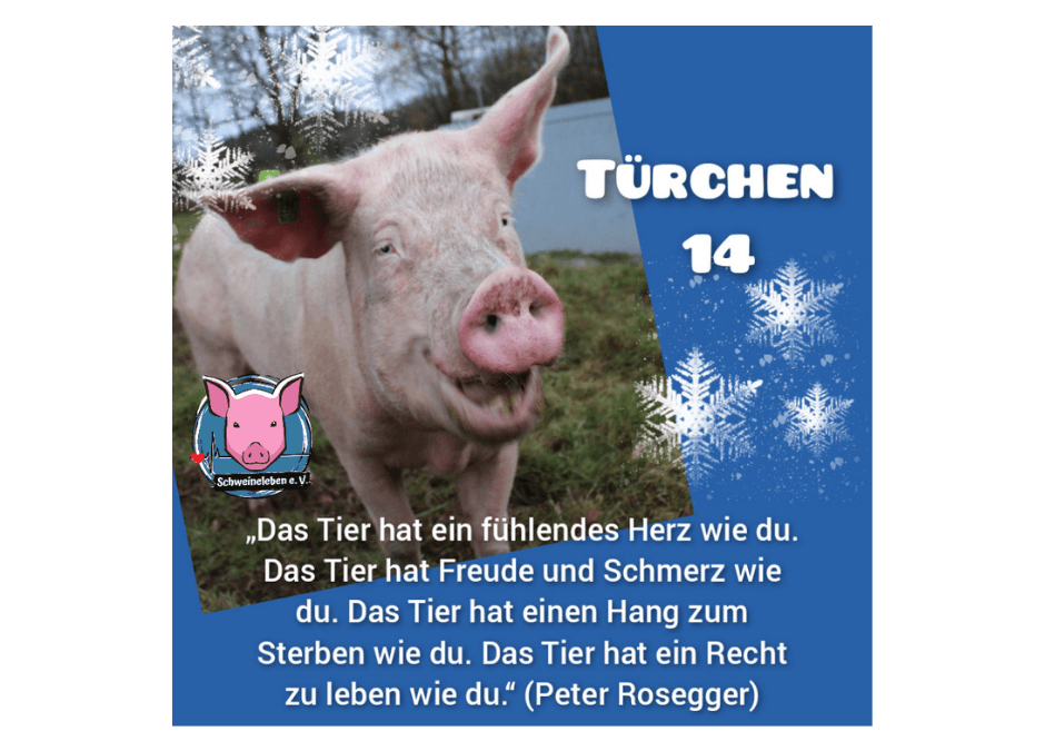Schweineleben e. V. – Adventskalender: Stalltor Nr. 14