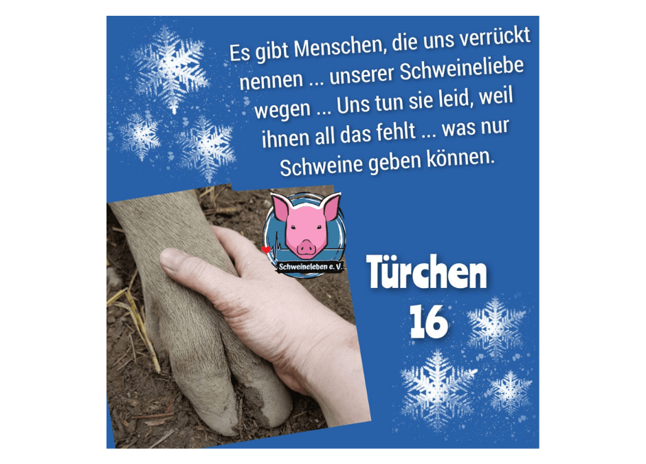 Schweineleben e. V. – Adventskalender 2021: Stalltor Nr. 16