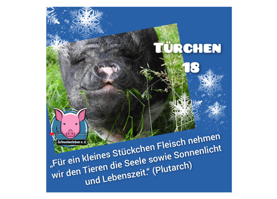 Schweineleben e. V. – Adventskalender: Stalltor Nr. 18