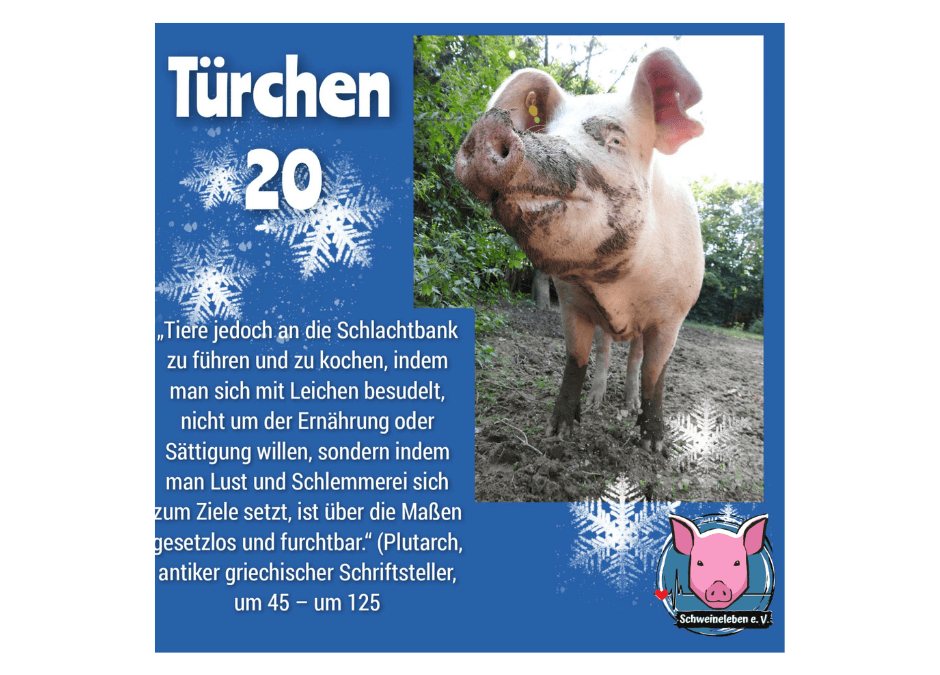 Schweineleben e. V. – Adventskalender: Stalltor Nr. 20