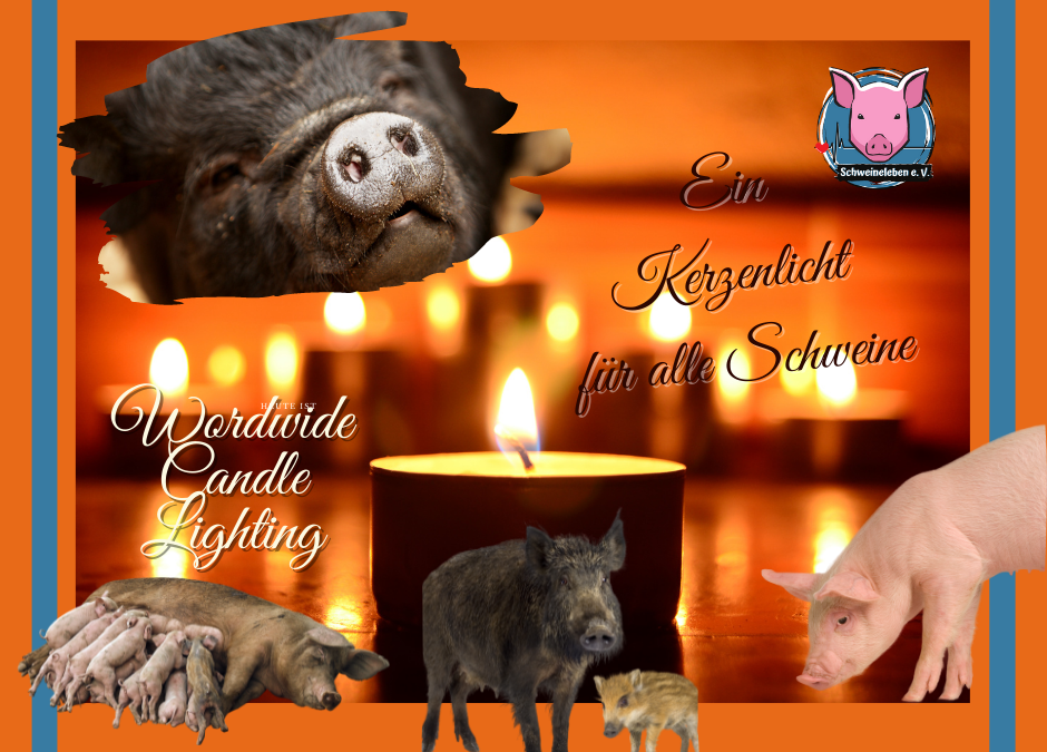 Worldwide Candle Lighting – Ein Licht für alle Schweine