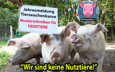 Unsere Schweine und die jährliche Stichtagsmeldung bei der Tierseuchenkasse