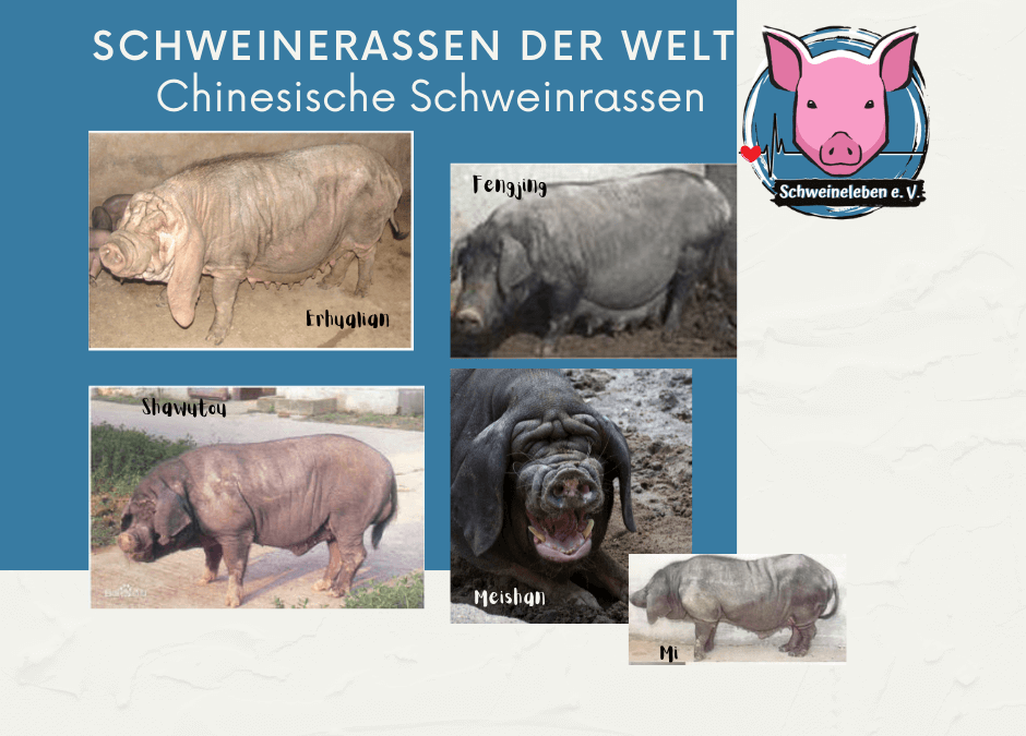 Schweinerassen der Welt – Chinesische Schweinerassen Teil 2 – Taihu