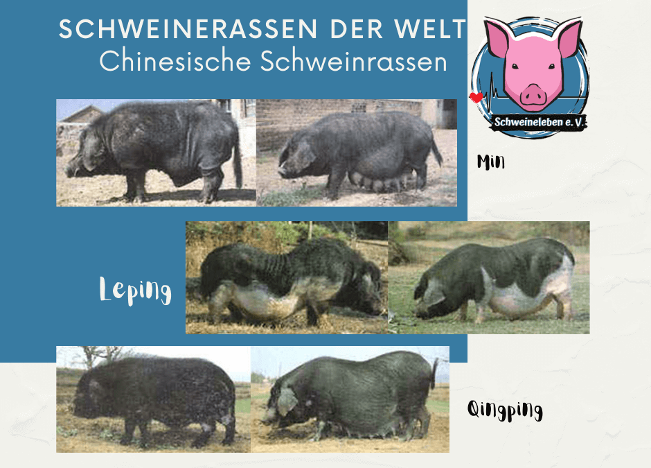 Schweinerassen der Welt – Chinesische Schweinerassen Teil 3 – Leping, Min und Qingping