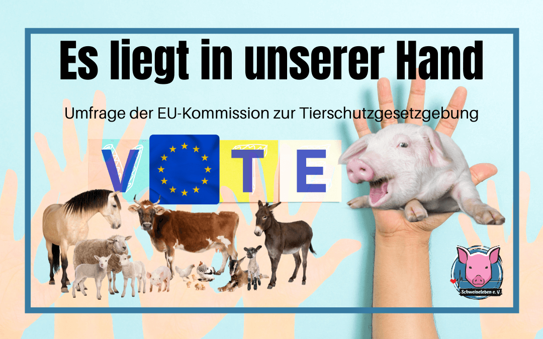 EU-Kommission Umfrage 2022