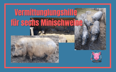 Vermittlungshilfe für Minischweine – DRINGEND!