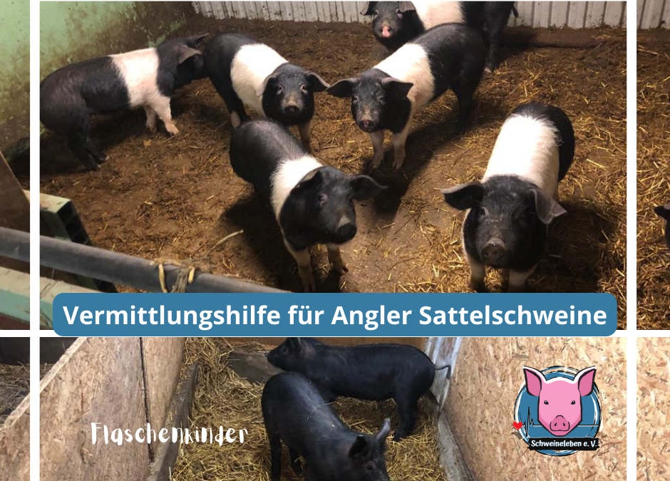 Angler Sattelschweine Tierheim Schleswig