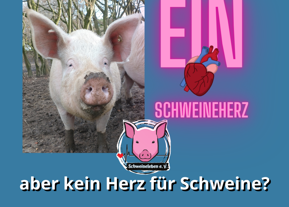 Wenn ein Schweineherz verstummt