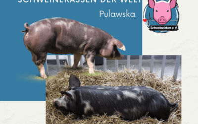 Schweinerassen der Welt – Pulawska