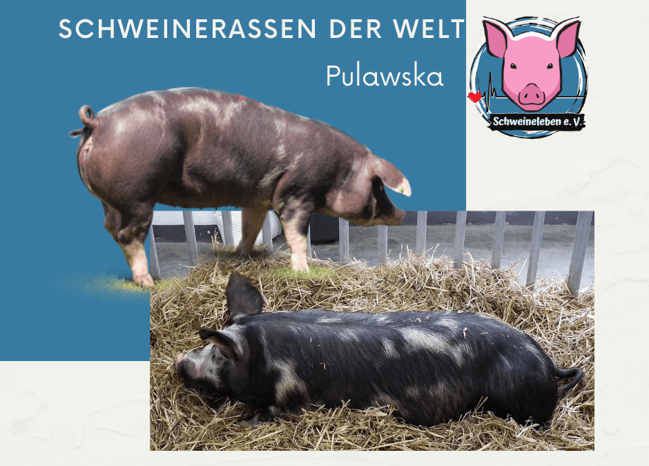 Schweinerassen der Welt - Pulawska