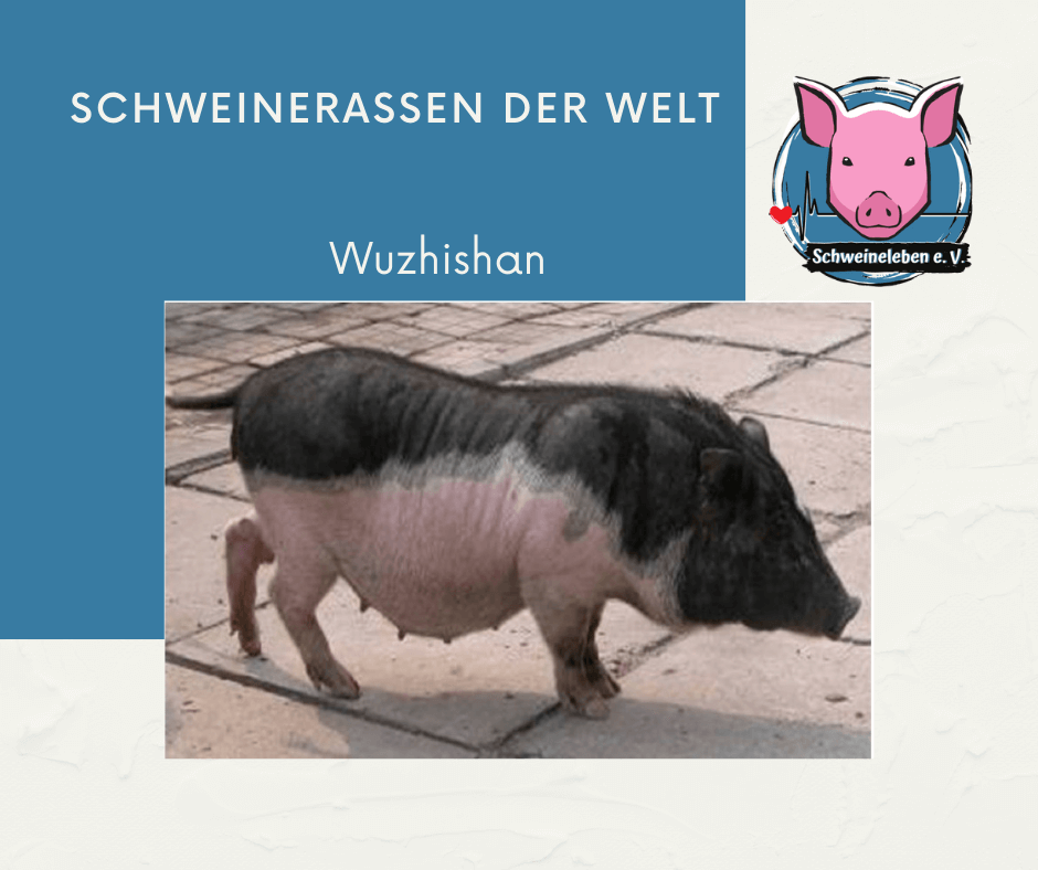 Schweinerassen der Welt - Wuzhishan - Schweineleben.de