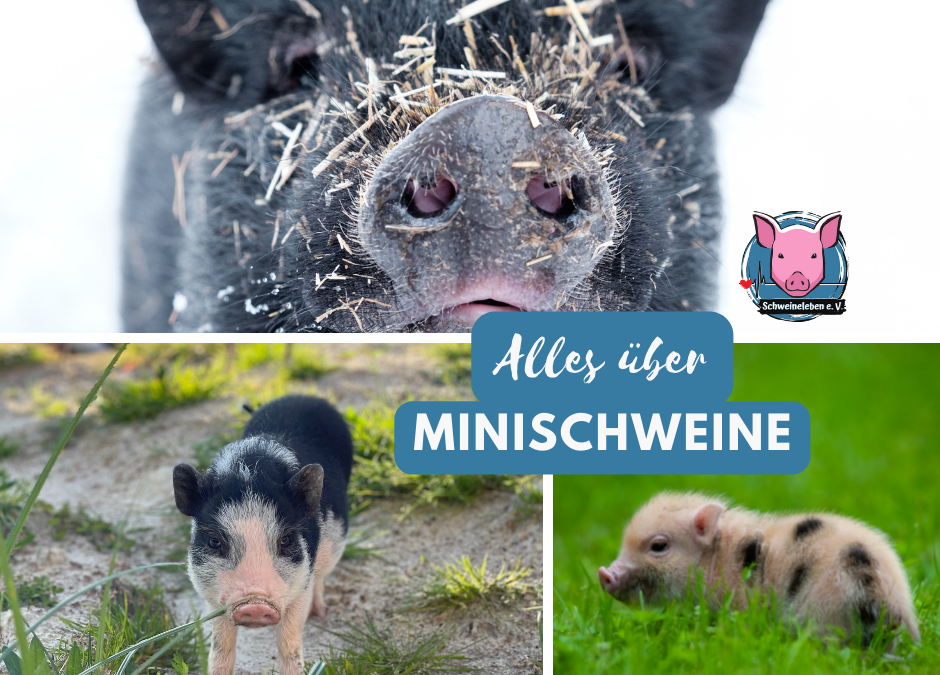 Minischweine – Steckbrief