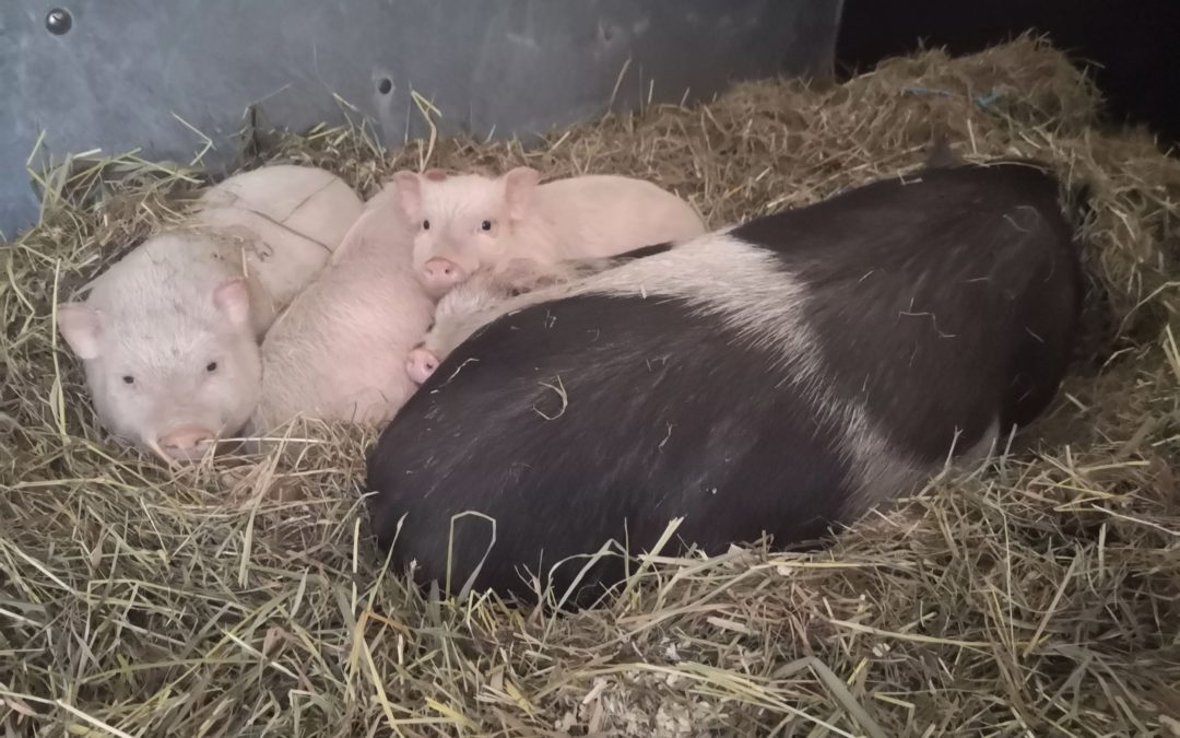 Vermittlungshilfe – Minischweine vom Tierschutzverein Sternberger Seenland e. V. suchen dringend neues Zuhause