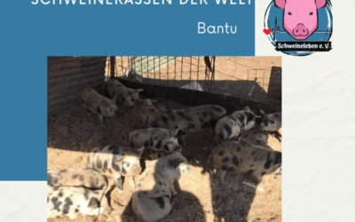 Schweinerassen der Welt – Bantu aus Afrika