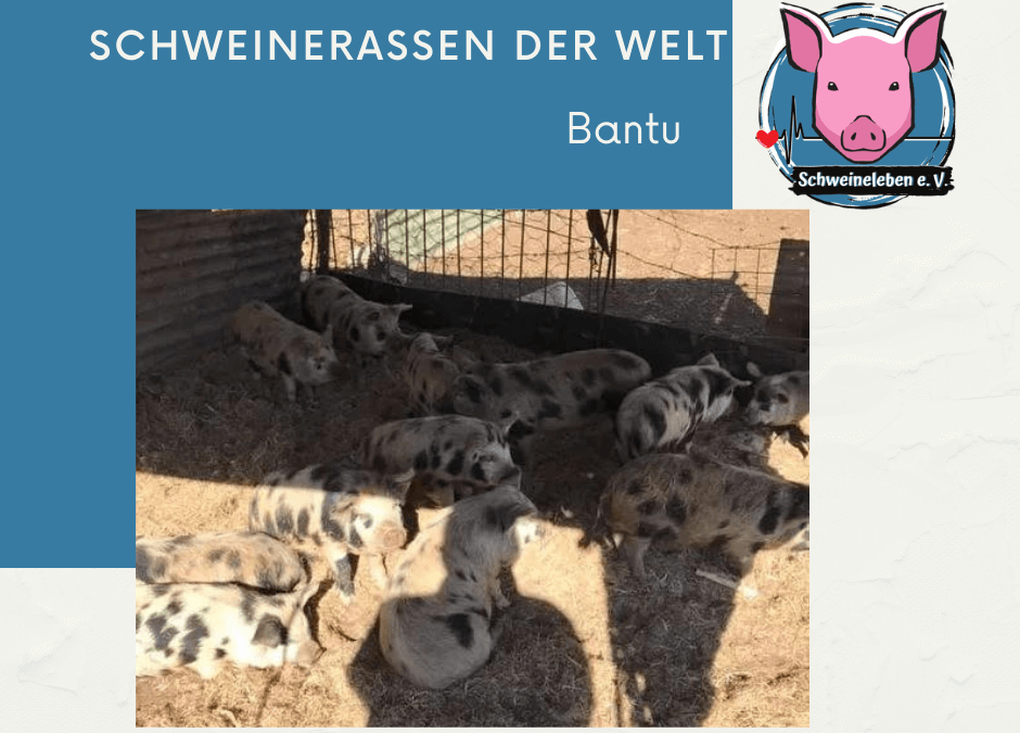 Schweinerassen der Welt - Bantu